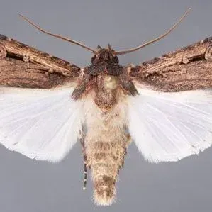 thumbnail for publication: Granulate Cutworm, Feltia subterranea (Fabricius) (Insecta: Lepidoptera: Noctuidae)